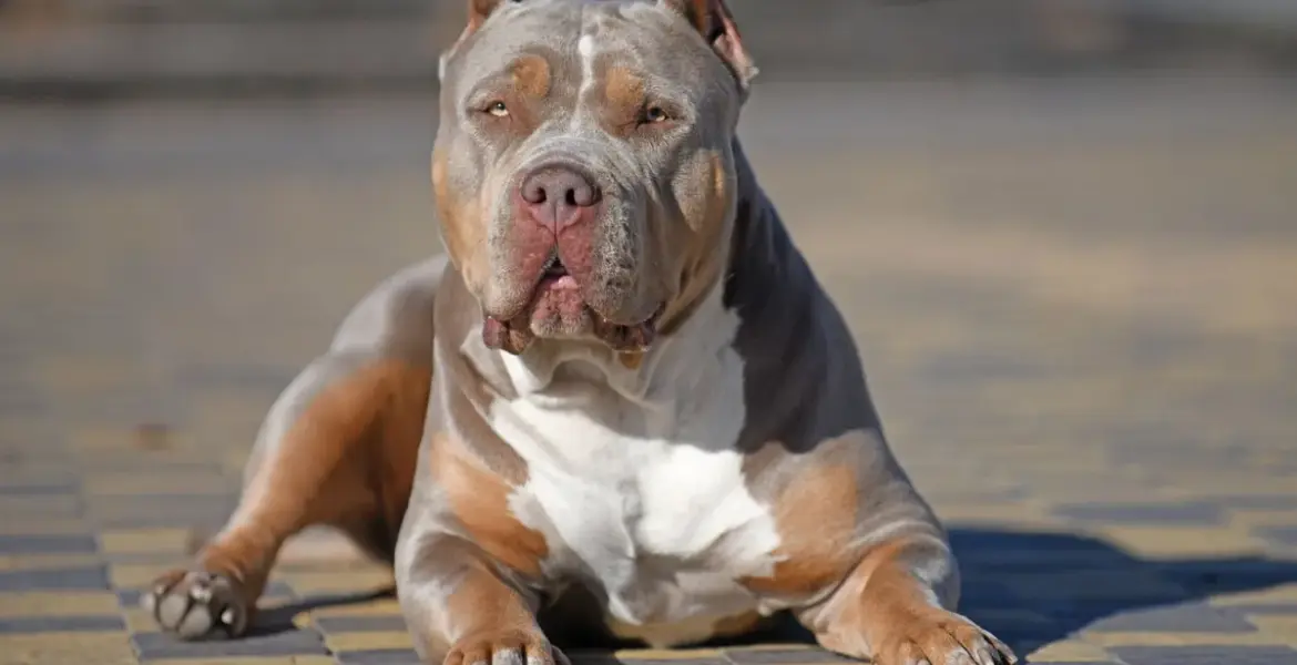 xl bully — GB news