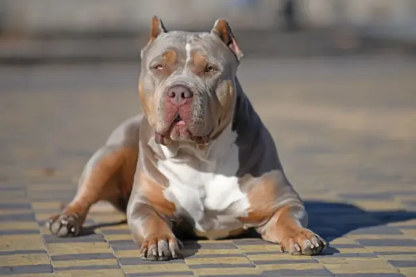 xl bully — GB news