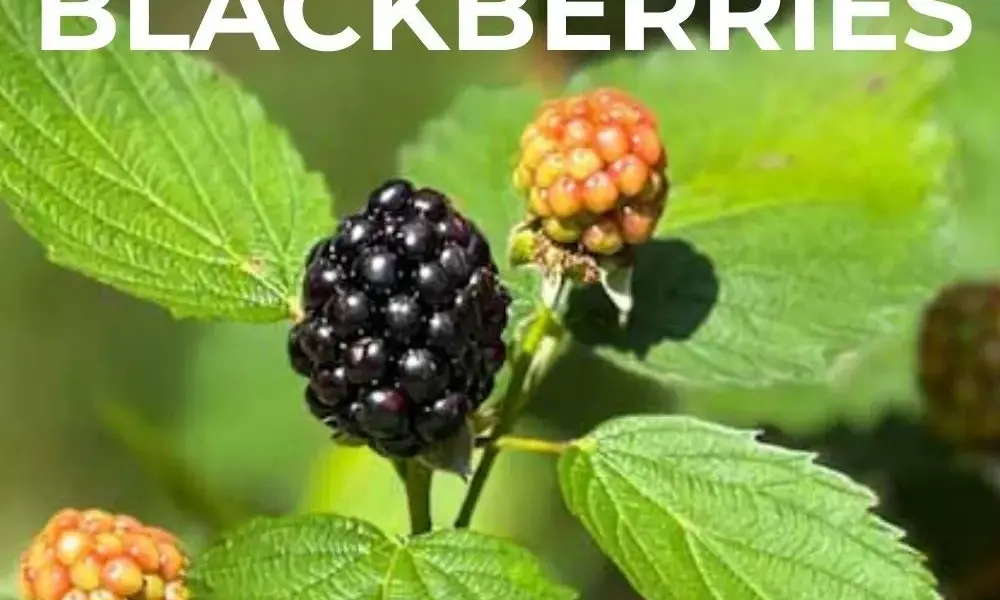 aldi sweeter blackberries — GB news