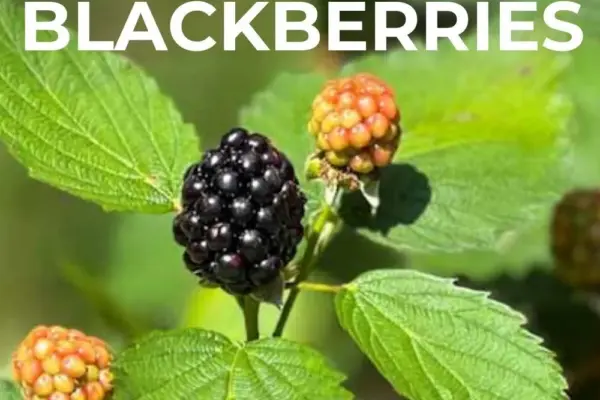 aldi sweeter blackberries — GB news