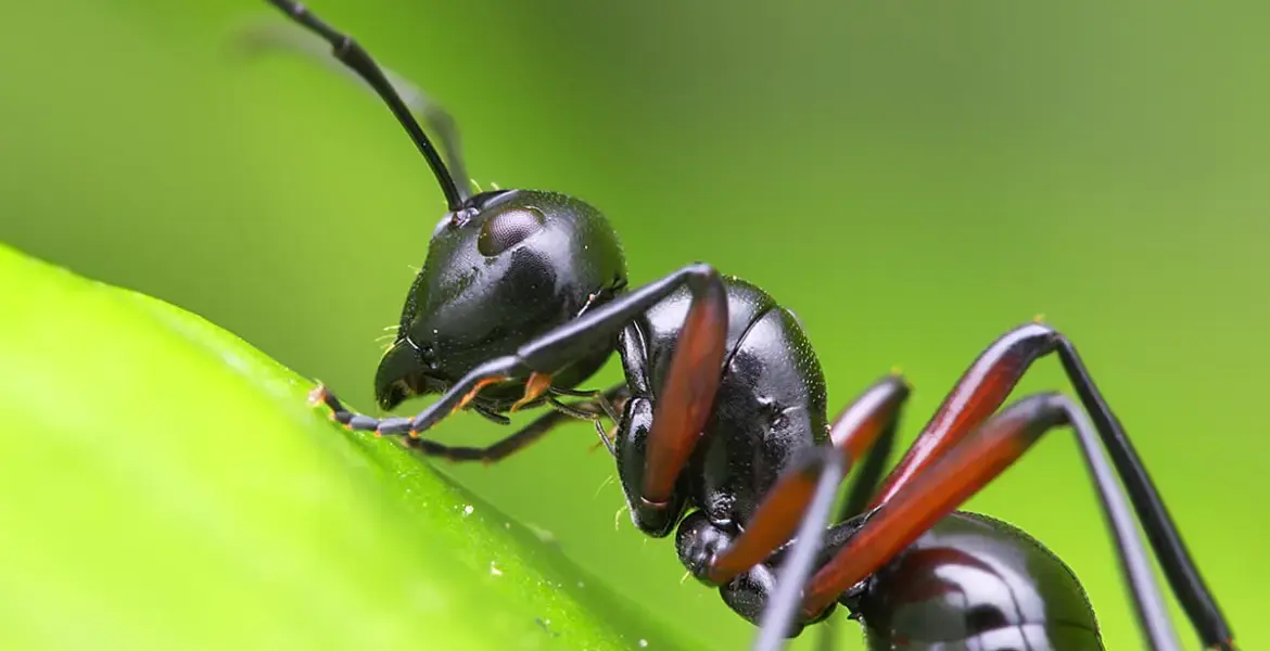 ants — GB news