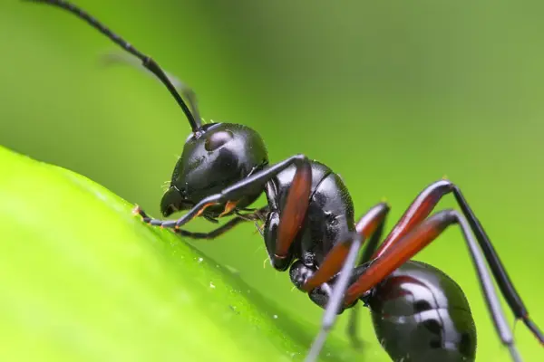 ants — GB news