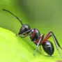ants — GB news