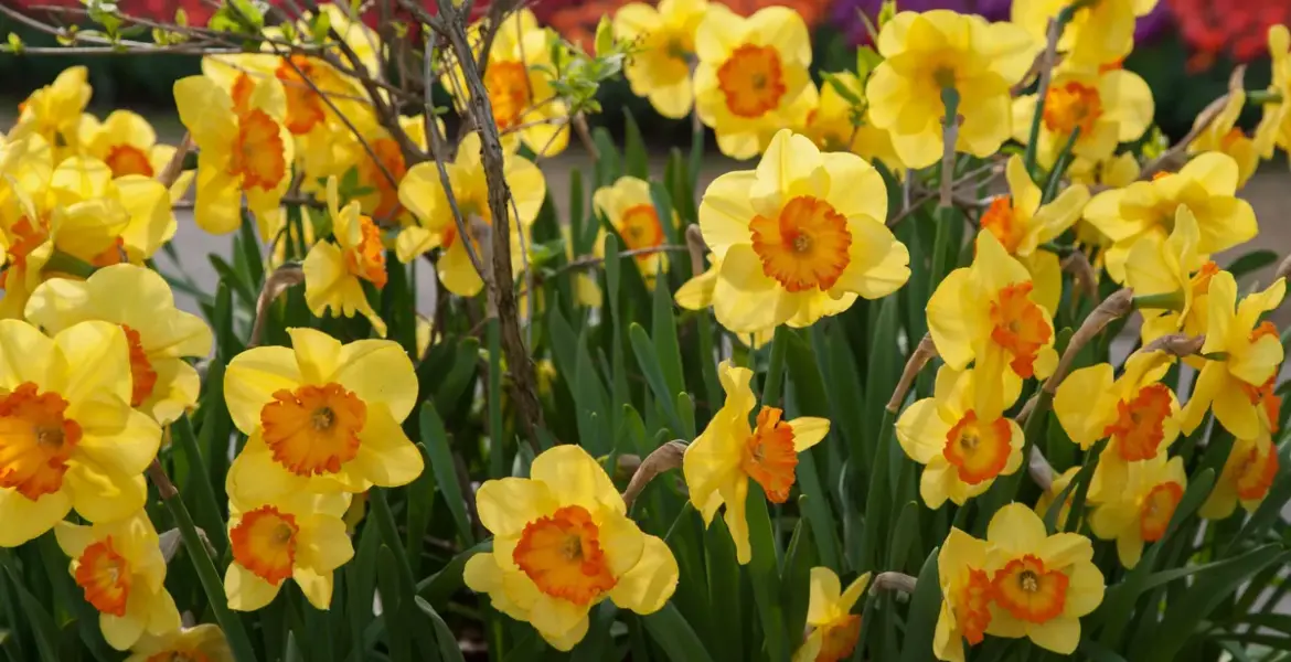 brian may denied permission to plant daffodils on village green — GB news