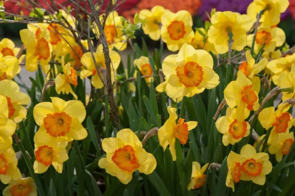 brian may denied permission to plant daffodils on village green — GB news