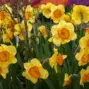 brian may denied permission to plant daffodils on village green — GB news