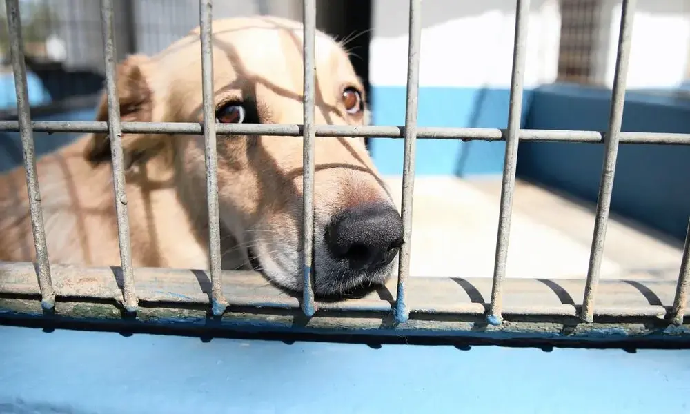cruelty to animals — GB news