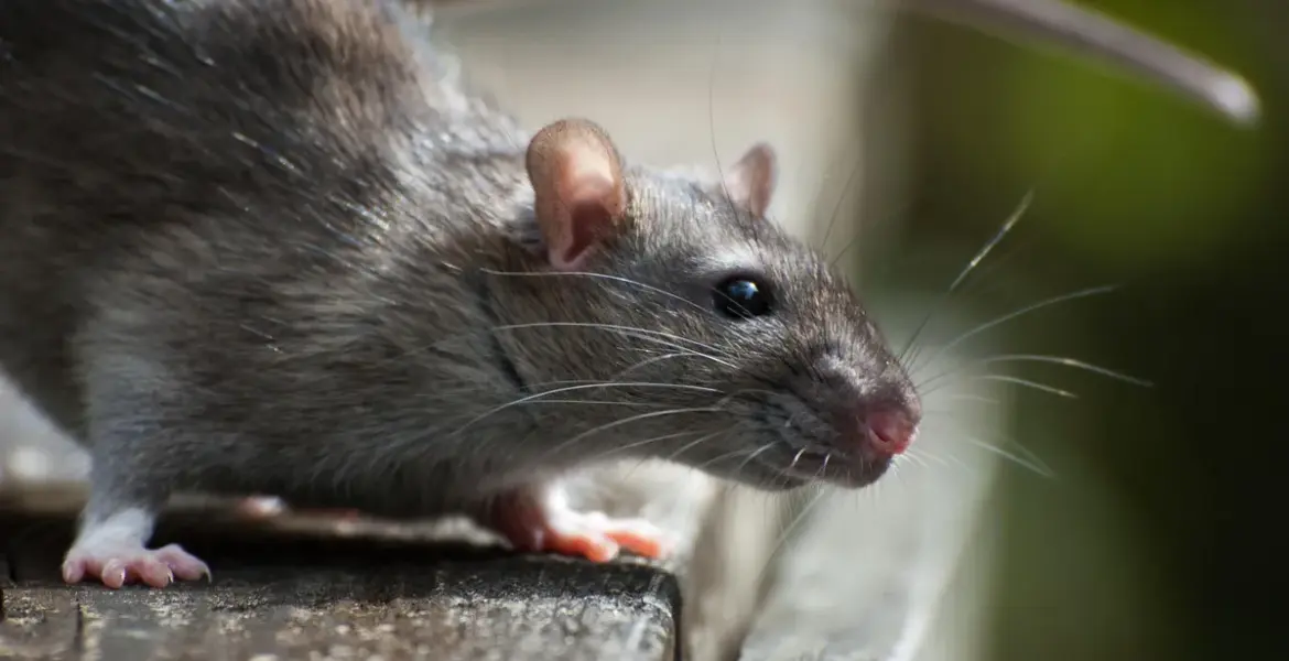 hantavirus infections cruise ship — GB news