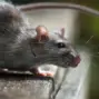 hantavirus infections cruise ship — GB news