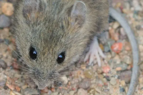 hantavirus — GB news