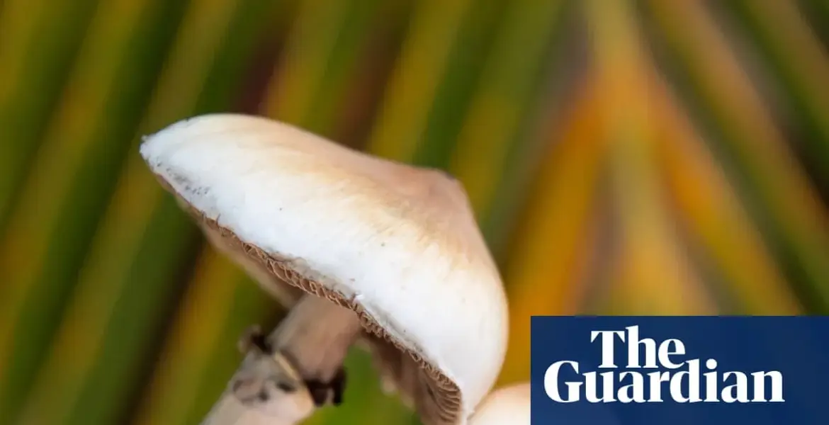 mushroom — GB news