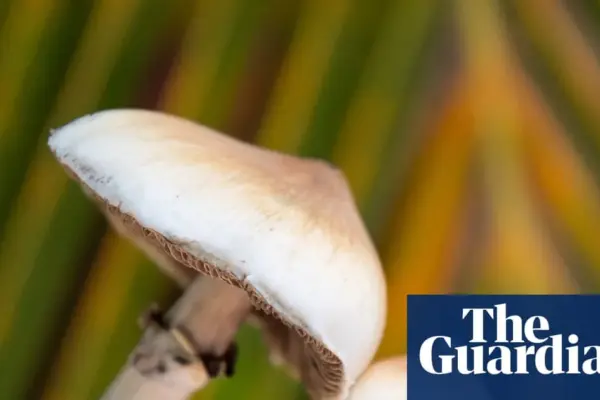 mushroom — GB news