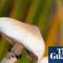 mushroom — GB news